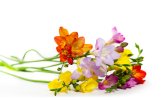 Freesia on request