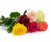 Růže 50cm - na přání
