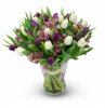 bouquet of tulips purple - white Amadine