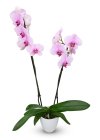 Phalaenopsis фиолетовый (орхидея)  в горшке