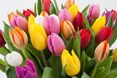 Tulipány na přání