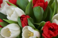 Raissa - kytice tulipánů