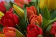 Pauline - kytice tulipánů