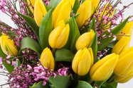 Pierre - kytice tulipánů