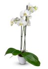 Phalaenopsis white - without ceramic cover