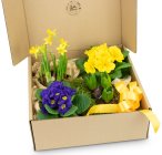 Jarní rozkvetlý box