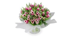 kytice tulipánů  Stefano  VB